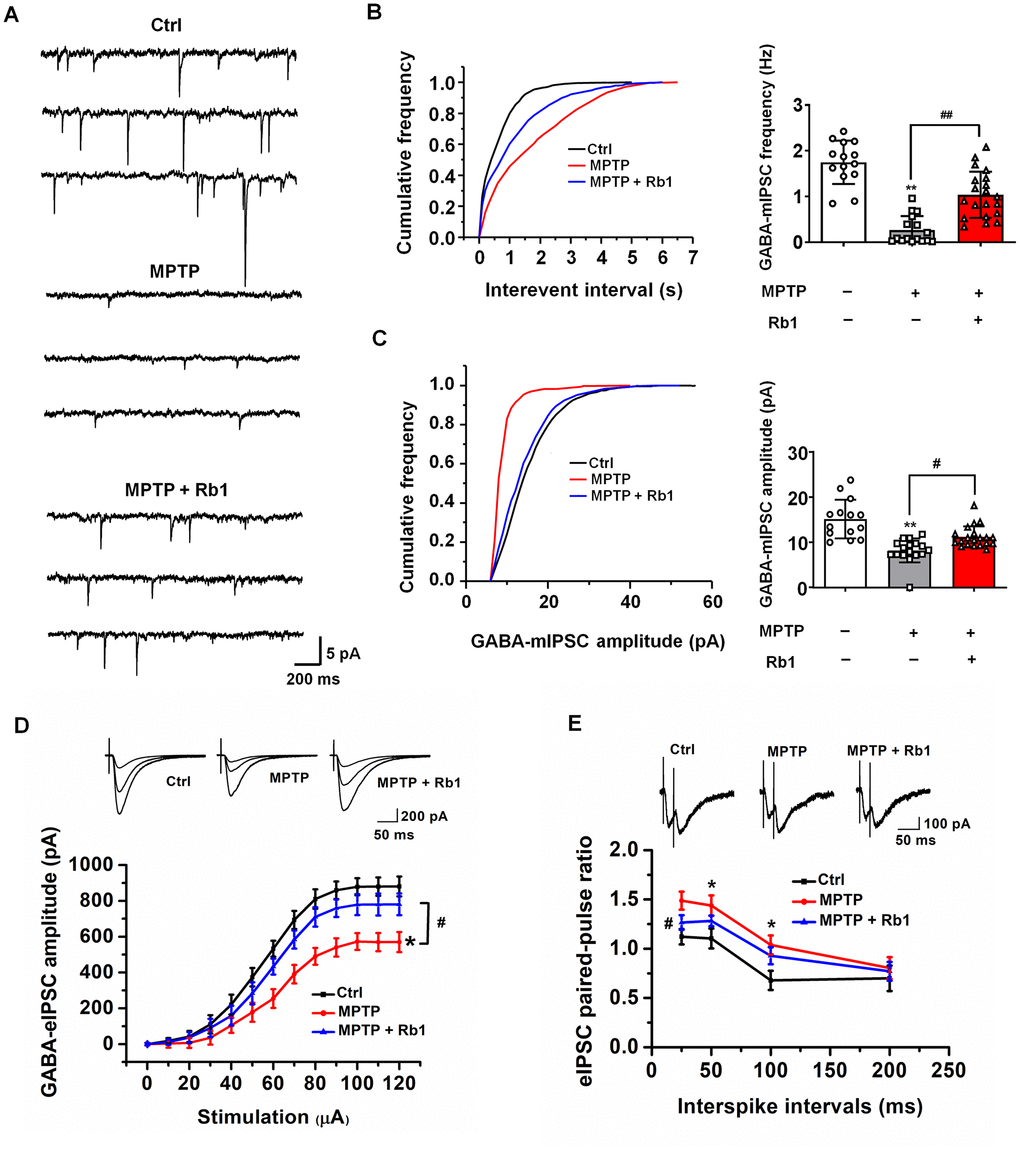 Rb1 modulates GABAergic transmission in the PFC in MPTP-treated mice. (A) Representative traces of GABA receptor-mediated mIPSCs. All mIPSCs were recorded at a holding potential of −65 mV. (B) Cumulative frequency plots of the inter-event interval (left) and quantitative analysis of the frequency of GABA receptor-mediated mIPSCs (right). (C) Cumulative frequency plots of mIPSC amplitude (left) and quantitative analysis of the amplitude of GABA receptor-mediated mIPSCs (right). (D) Representative traces of eIPSCs at 40, 60, and 100 μA stimulus intensities (top) and stimulus-response curves of PFC neurons from the indicated treatment groups (bottom). (E) Paired-pulse ratio analysis. Representative traces (top) and quantification analysis (bottom). Data were obtained from the whole-cell recordings of the prefrontal cortex pyramidal neurons from the three groups of mice including Ctrl mice, MPTP-treated mice, MPTP+Rb1 treated mice. n = 14–20 per group. Results are expressed as the mean ± SEM. **P *P ##p #p post hoc comparisons.