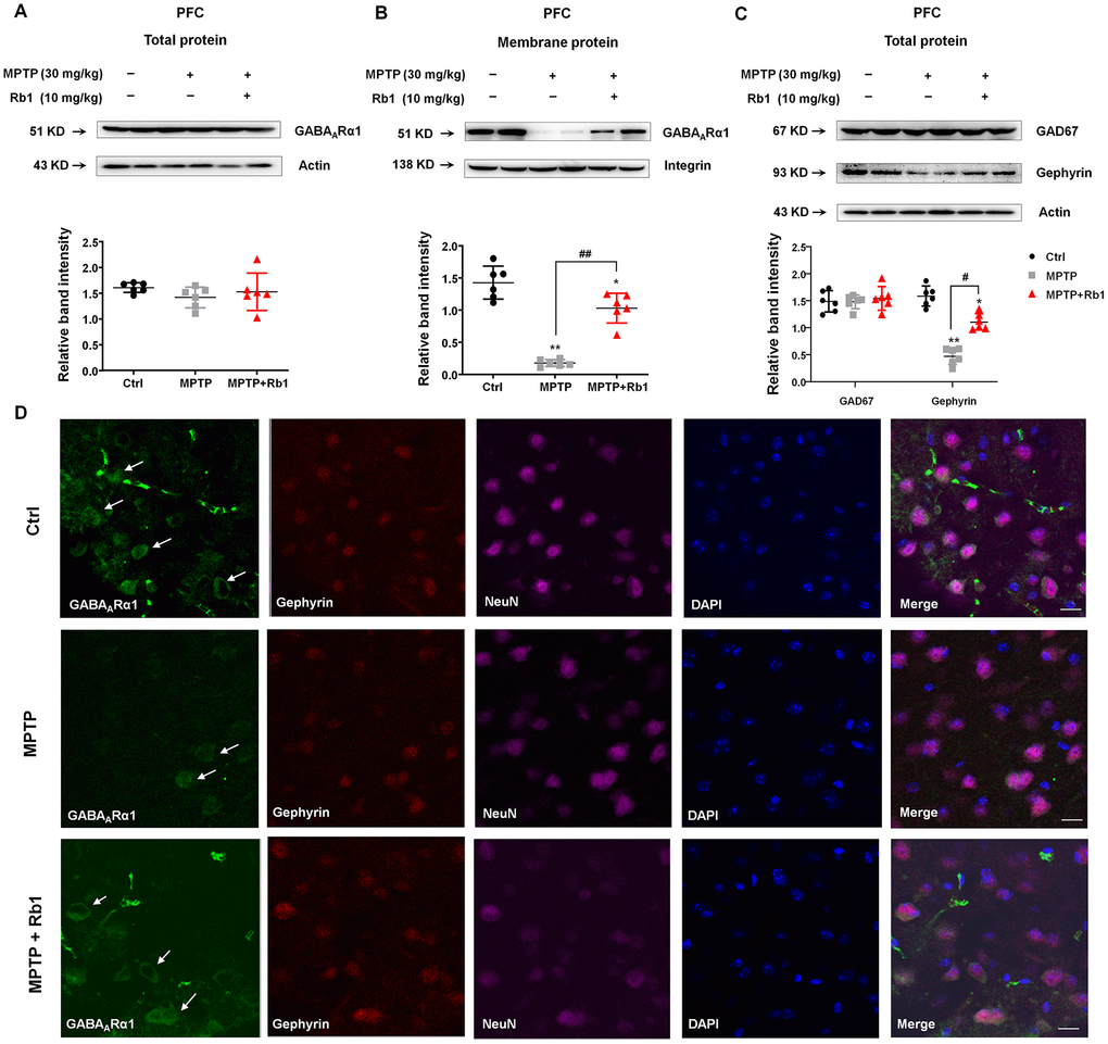 Rb1 promotes GABAARα1 receptor expression in the PFC in MPTP-treated mice. (A and B) The effect of Rb1 on total GABAARα1 expression and expression in the membrane fraction of the PFC of MPTP-treated mice was determined by western blotting. (C) The effect of Rb1 on GAD67 and gephyrin expression in the PFC of MPTP-treated mice was determined by western blotting. (D) Immunofluorescence staining of GABAARα1 (green), gephyrin (red) and NeuN (purple) in the PFC of MPTP-treated mice. Nuclei are labeled with DAPI (blue). Scale bar = 10 μm. Western blotting results are from two of the six mice in each group and are expressed as the mean ± SEM of three experiments. **P *P ##P #P post-hoc test for pairwise comparisons.