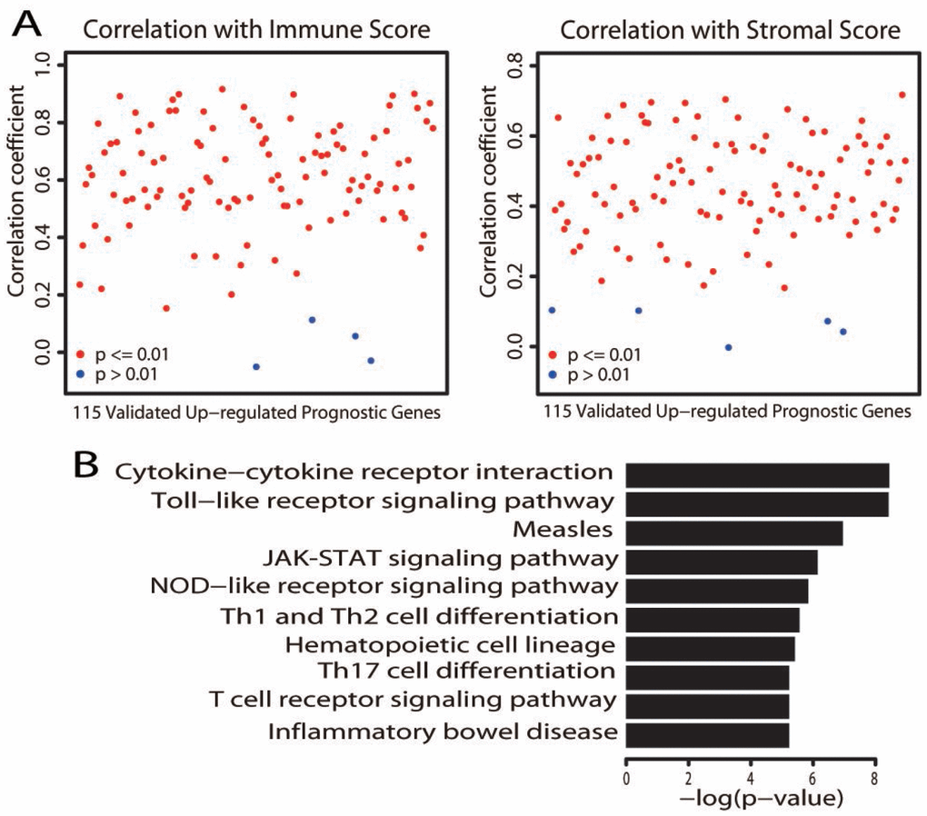 Characterization of the validated upregulated prognostic genes. (A) Correlation of the expression of the 115 validated upregulated prognostic genes with immune scores (left) and stromal scores (right). Each dot represents one gene. The y axis displays the correlation coefficient. Gene expression was deemed to correlate significantly with the immune/stromal score if the P value was less than 0.01 (red dot; a blue dot indicates P > 0.01). (B) Bar plots depict the significantly (adjusted P value 