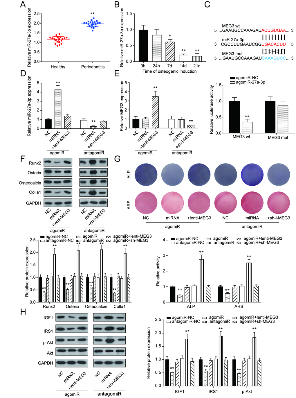 LncRNA MEG3 regulated PDLSC osteogenic differentiation through miR-27a-3p. (A) MiR-27a-3p expression in PDLSCs was up-regulated in periodontitis periodontal tissues compared with healthy periodontal tissues. (B) Expression of miR-27a-3p in 0h, 24h, 7d, 14d and 21d after osteogenic induction. (C) MiR-27a-3p directly targeted MEG3. Co-transfection of lncRNA MEG3-3’UTR-wt and agomiR-27a-3p significantly reduced relative luciferase activity. (D) Expression of miR-27a-3p in group of agomiR-27a-3p or antagomiR-27a-3p transfection (E) Expression of MEG3 in group of agomiR-27a-3p or antagomiR-27a-3p transfection. (F) Western blot of osteoblast makers including Runx2, Osterix, Osteocalcin and Colla1 in group of agomiR-27a-3p or antagomiR-27a-3p transfection. (G) ALP and Alizarin Red staining of osteogenic activities in the agomiR-27a-3p group and antagomiR-27a-3p group. (H) Protein expression of certain genes in PI3k/Akt signaling pathway, including IGF1, IRS1, p-Akt, and Akt. ** P 