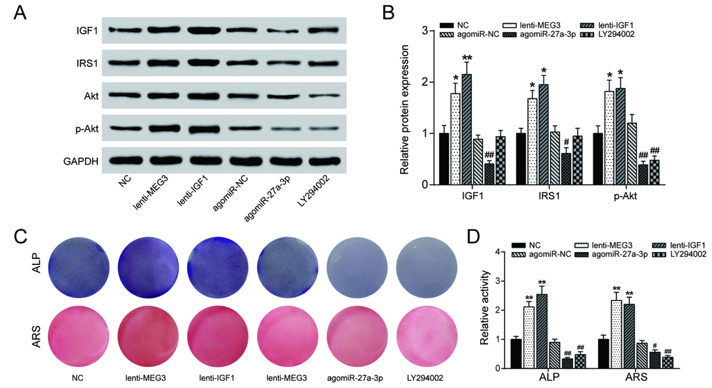 LncRNA MEG3/miR-27a-3p/IGF1 axis regulated PI3K/Akt signaling pathway to affect PDLSC osteogenic differentiation. (A, B) The results of western blot analysis indicated that overexpression of either lncRNA MEG3 or IGF1 promoted expression of PI3K/Akt-related proteins IRS1 and phosphorylated Akt (p-Akt), while agomiR-27a-3p and LY294002 blocked their expression. (C, D) Alizarin Red and ALP staining were also performed to validate this conclusion on cellular level. Increased calcium nodule formation and ALP activity were detected in lncRNA MEG3/IGF1 overexpression groups, while agomiR-27a-3p/LY294002 groups showed reverse results. ** P 