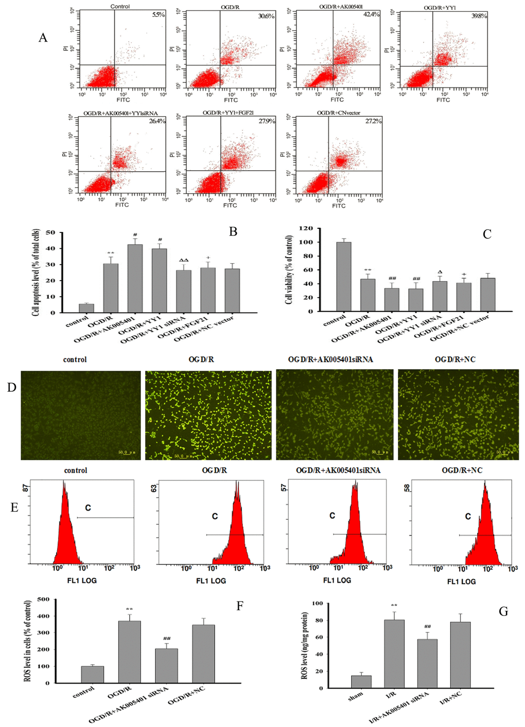 Effect of overexpression of AK005401and YY1 on cell viability and apoptosis and effect of AK005401 on ROS generation. Mice and HT22 cells were used to establish I/R model and OGD/R model, respectively. Cells were collected and seeded in a 96-well plate or 6-well plate and divided into seven groups as follows: control, OGD/R, OGD/R+AK005401 (OGD/R+ AK005401 overexpression vector), OGD/R+YY1 siRNA (OGD/R + AK005401 overexpression vector +YY1 siRNA), OGD/R+YY1 (OGD/R+ YY1 overexpression vector), OGD/R+FGF21 (OGD/R + YY1 overexpression vector +FGF21 overexpression vector) and OGD/R+NC vector(OGD/R+ negative control vector) groups. (A) Cell activities were evaluated using AnnexinV/PI apoptosis assay kit. (B) Apoptotic cells obtained from AnnexinV/PI method were counted as a percentage of the total number of cells. (C) Cell viability was detected by MTT method. ROS levels in all groups were detected using fluorescent microscope and flow cytometry. (D) ROS levels were observed using fluorescent microscope after treatment with DCFH-DA. (E) ROS production was analyzed by applying flow cytometry. (F) Effects of AK005401 on ROS levels in HT22 cells (n = 3 experiments). (G) the ROS contents in hippocampus tissues were measured at 450 nm according to the procedures described by ROS ELISA assay kits. Data were presented as mean±SD (n = 10 in hippocampus tissues, or n = 3 in cells). One-way ANOVA test was used to determine statistical significance. **P 