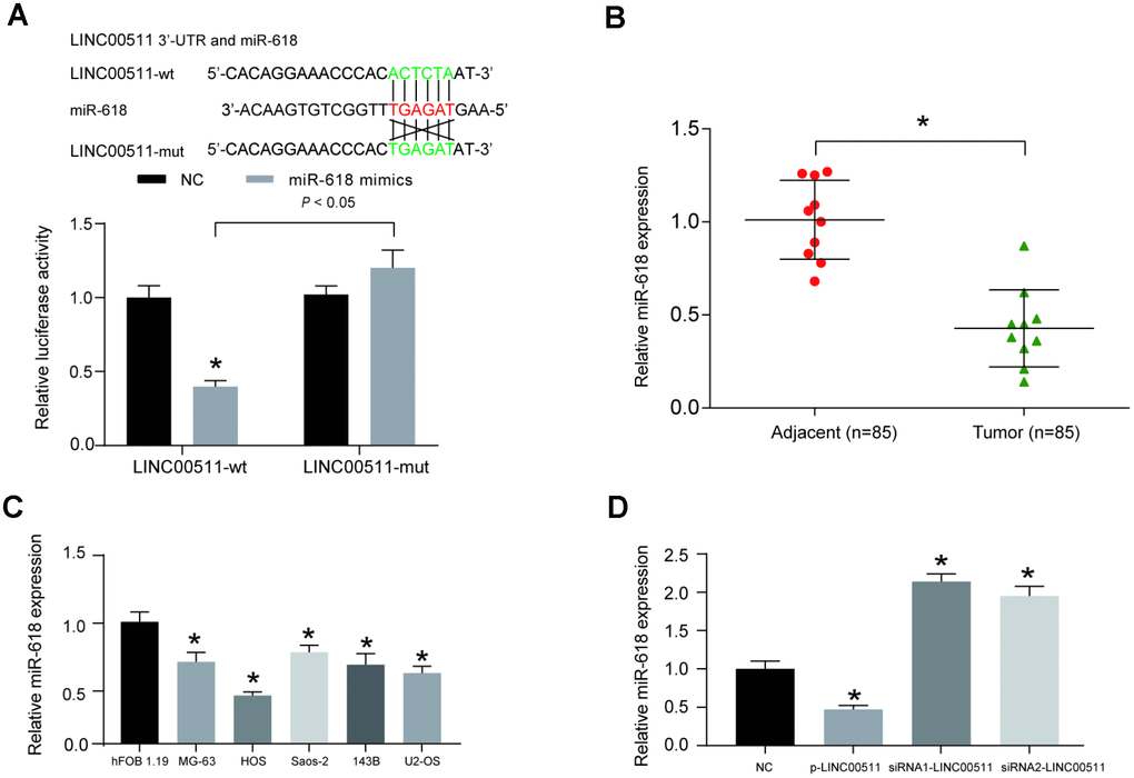 LINC00511 suppressed the expression of miR-618 in HOS cells. (A) The target relationship between miR-618 and LINC00511 was predicted by bioinformatics analysis (upper) and validated by dual-luciferase reporter assays (bottom). MiR-618 mimics significantly inhibit the fluorescence activity of the reporter vector carrying wild-type LINC00511, but not mutant LINC00511. *PB) The expression of miR-618 in OS tissues and adjacent tissues was measured using qRT-PCR. *PC) Downregulated expression of miR-618 in OS cell lines detected by qRT-PCR analysis. *PD) Expression of miR-618 in HOS cells is inhibited by LINC00511. *P