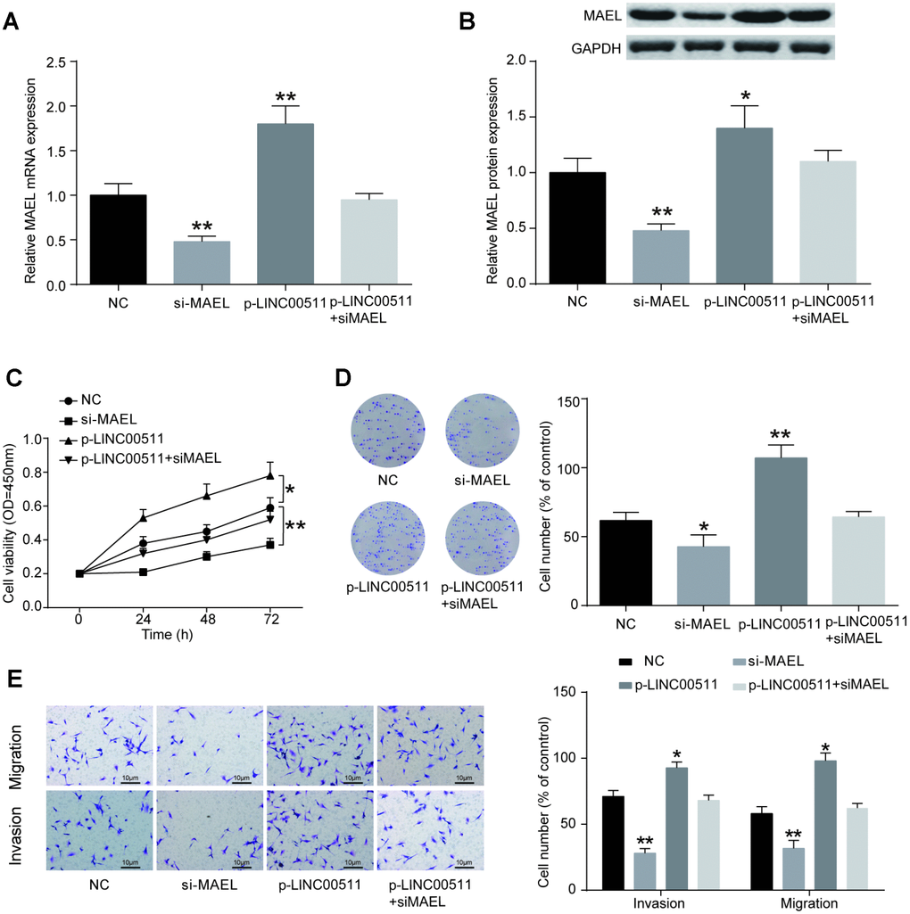 MiR-618 promotes the tumor activity of OS cells in vitro. (A) Specific siRNA inhibited the expression of MAEL mRNA in HOS cells. (B) MAEL protein expression was dramatically lower in the si-MEAL group than in the NC group. (C–E) CCK-8, colony formation and transwell assays of the proliferation, migration and invasion abilities of HOS cells with MAEL silencing. (C) CCK-8 assay for cell viability. (D) Colony formation assay for cell proliferation. (E) Transwell assays for cell migration and invasion. *PP