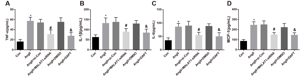Down-regulated MALAT1 and inhibited Notch-1 repress inflammation-related factors expression in rats with HTN. (A) comparison of TNF-α levels in serum of rats; (B) comparison of IL-1β levels in serum of rats; (C) comparison of IL-6 levels in serum of rats; (D) comparison of MCP-1 levels in serum of rats; * P vs the Con group; # P vs the AngII + si-Con group; & P vs the AngII + DMSO group; n = 10, data were expressed as mean ± standard deviation; one-way ANOVA was used for analyzing data, pairwise comparison was analyzed by Tukey’s post hoc test.