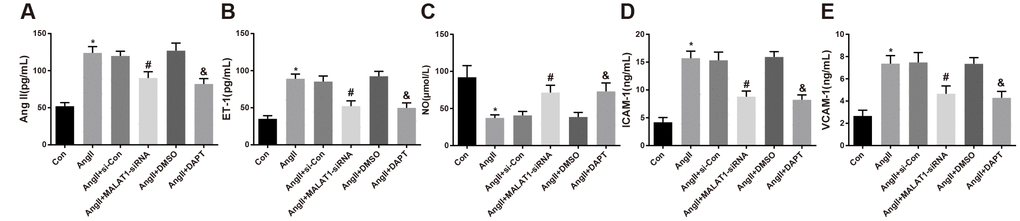 Down-regulated MALAT1 and inhibited Notch-1 reduce endothelial function-related factors expression in rats with HTN. (A) AngII in serum of rats; (B) ET-1 in serum of rats; (C) NO in serum of rats; (D) ICAM-1 in serum of rats; (E) VCAM-1 in serum of rats; * P vs the Con group; # P vs the AngII + si-Con group; & P vs the AngII + DMSO group; n = 10, data were expressed as mean ± standard deviation; one-way ANOVA was used for analyzing data, pairwise comparison was analyzed using Tukey’s post hoc test.