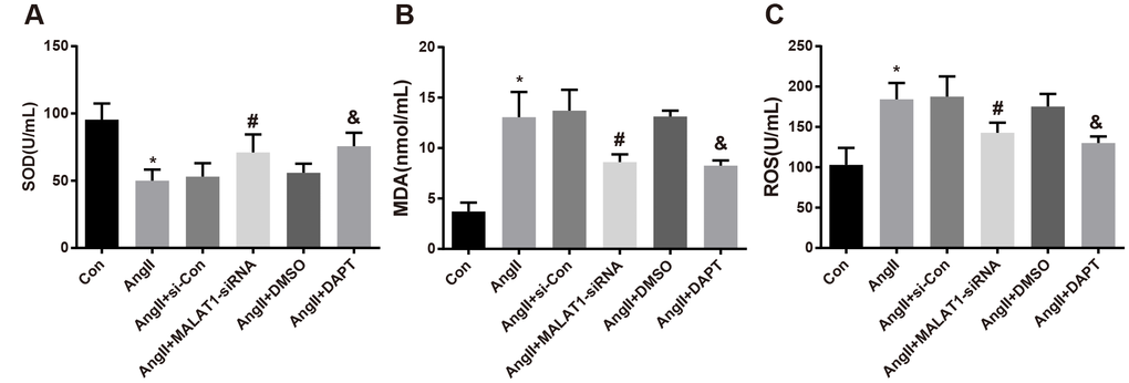 Down-regulated MALAT1 and inhibited Notch-1 decline oxidative stress-related factors expression in rats with HTN. (A) comparison of SOD in serum of rats; (B) comparison of MDA in serum of rats; (C) comparison of ROS in serum of rats; * P vs the Con group; # P vs the AngII + si-Con group; & P vs the AngII + DMSO group; n = 10, data were expressed as mean ± standard deviation; one-way ANOVA was used for analyzing data, pairwise comparison was analyzed by Tukey’s post hoc test.