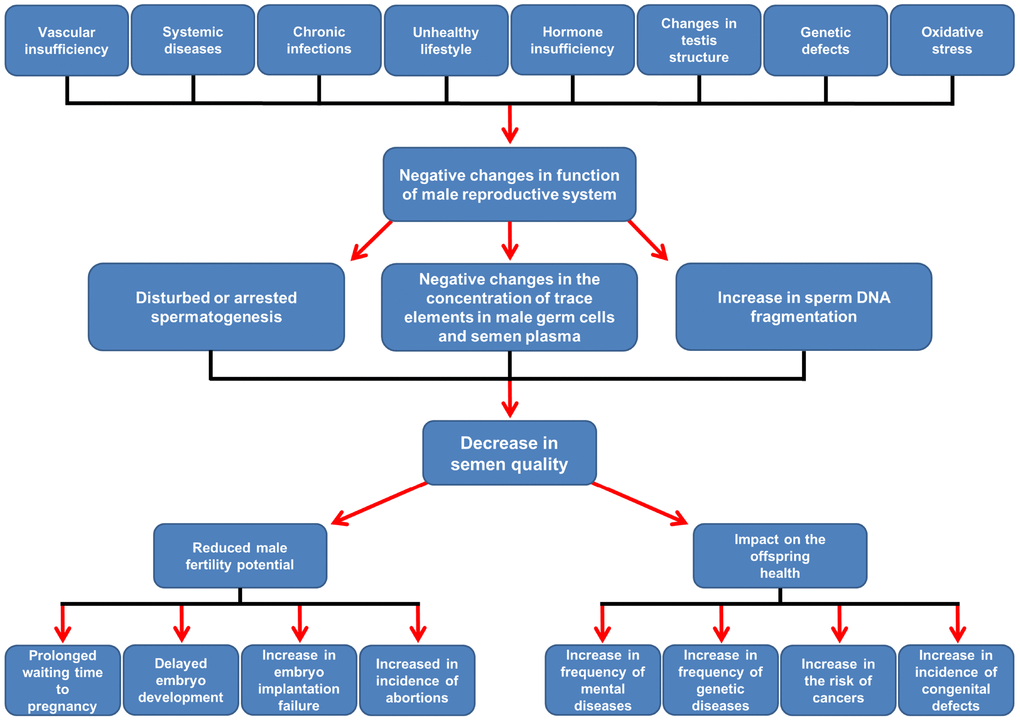 Scheme of suggested age-related changes affecting the male reproductive system and their consequences for male fertility and offspring health. Details in the text. According to Rosiak et al. [6, 9], modified.