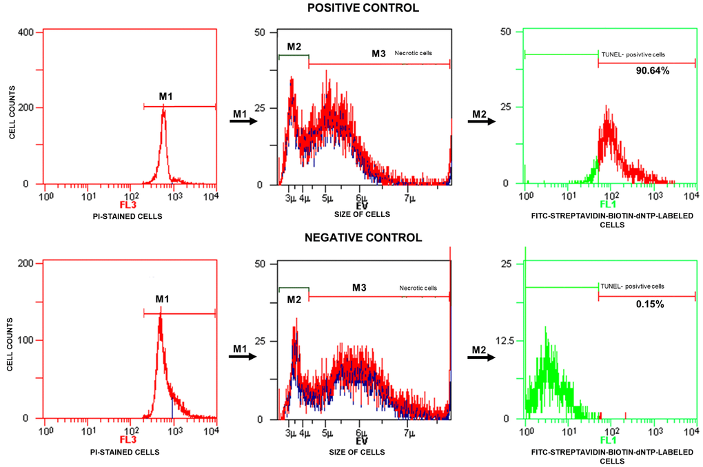Representative histograms obtained for the positive (with DNase I) and negative (without TdT) controls and strategy applied in the TUNEL/PI flow cytometry analysis. In the fluorescence histograms, markers (M1, M2, M3) are set to exclude necrotic sperm cells and calculate the percentage of TUNEL-positive sperm cells (with fragmented DNA) read from the M2 marker. FL3 – red fluorescence channel for PI-stained cells, FL1 – green fluorescence channel for FITC-streptavidin-biotin-dNTP-labelled cells, TdT – terminal deoxynucleotidyl transferase, PI – propidium iodide, TdT – terminal deoxynucleotidyl transferase, TUNEL – terminal deoxynucleotidyl transferase-mediated dUTP nick end labelling.