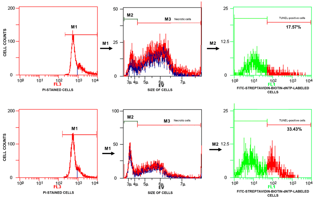 Representative histograms obtained for test samples. The calculation of TUNEL-positive sperm cells (with fragmented DNA) based on data analysis presented in Figure 1. FL3 – red fluorescence channel for PI-stained cells, FL3 – red fluorescence channel for PI-stained cells, FL1 – green fluorescence channel for FITC-streptavidin-biotin-dNTP-labelled cells, TUNEL – terminal deoxynucleotidyl transferase-mediated dUTP nick end labelling, PI – propidium iodide.