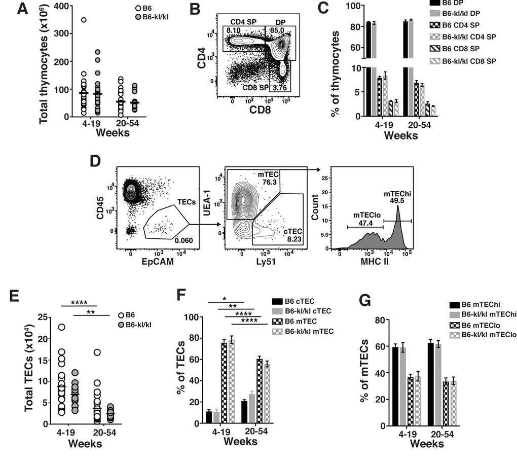 C57BL/6 and B6-kl/kl mice have similar thymocyte and thymic epithelial cell (TEC) populations. (A) Total thymocytes in C57BL/6 and B6-kl/kl at 4-19 weeks (C57BL/6 n=30 and B6-kl/kl n=22) of age or 20+ weeks (C57BL/6 n=25 and B6-kl/kl n=27) from pooled male and female mice. (B) Representative flow cytometry plot of thymocyte populations and (C) frequency of developing thymocyte populations based on CD4 and CD8 expression. C57BL/6 n=30, 4-19 weeks; n=25, 20+ weeks. B6-kl/kl n=19, 4-19 weeks; n=15, 20+ weeks. (D) Representative flow cytometry plots of cortical TEC (cTEC; CD45.2-EpCAM+Ly51+) and medullary TEC (mTEC; CD45.2-EpCAM+UEA-1+). (E) Total thymic epithelial cells (TECs) in C57BL/6 and B6-kl/kl at 4-19 weeks (C57BL/6 n=30 and B6-kl/kl n=22) of age or 20+ weeks (C57BL/6 n=25 and B6-kl/kl n=27) from pooled male and female mice. (F) Frequency of cTEC and mTEC of CD45.2-EpCAM+ cells. C57BL/6 n=27, 4-19 weeks; n=25, 20+ weeks. B6-kl/kl n=16, 4-19 weeks; n=15, 20+ weeks Statistical significance determined by 2way ANOVA and Tukey’s multiple comparison test: * p ≤ 0.05, ** p ≤ 0.01, and **** p ≤ 0.0001. (G) Frequency of hi and lo mTEC. C57BL/6 n=27, 4-19 weeks; n=25, 20+ weeks. B6-kl/kl n=16, 4-19 weeks; n=15, 20+ weeks.