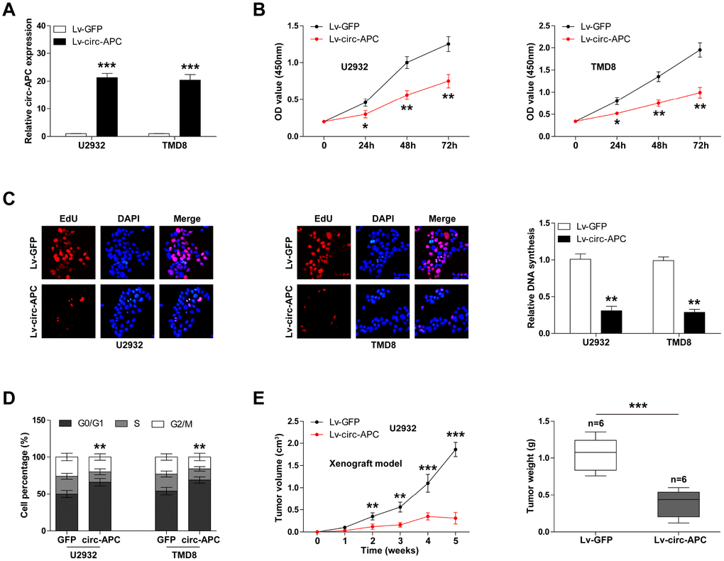 Exogenous expression of circ-APC inhibits DLBCL cell proliferation both in vitro and in vivo. (A) qRT-PCR analysis of circ-APC expression in U2932 and TMD8 cells infected with a circ-APC-overexpressing lentiviral vector. (B) CCK-8 assay for DLBCL cell viability at the indicated times. (C) EdU assay to determine the DNA synthesis rate in control or stably circ-APC-overexpressing U2932 and TMD8 cells. Nuclei were stained by DAPI. (D) Cell cycle analysis (G0/G1, S, G2/M phase) in control or stably circ-APC-overexpressing U2932 and TMD8 cells. (E) The volumes and weights of the subcutaneous tumors in the control and circ-APC-overexpressing groups (n=6 per group). *p p p 
