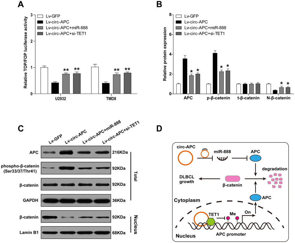 Circ-APC dampens canonical Wnt/β-catenin signaling in DLBCL. (A) TOPFlash/FOPFlash reporter assay in stably circ-APC-overexpressing U2932 and TMD8 cells transfected with miR-888 mimics or si-TET1. (B and C) Western blot analysis of the indicated proteins in stably circ-APC-overexpressing U2932 and TMD8 cells transfected with miR-888 mimics or si-TET1. (D) Schematic diagram of circ-APC inhibiting proliferation through the miR-888/APC and TET1/APC axes in DLBCL cells. *p p 