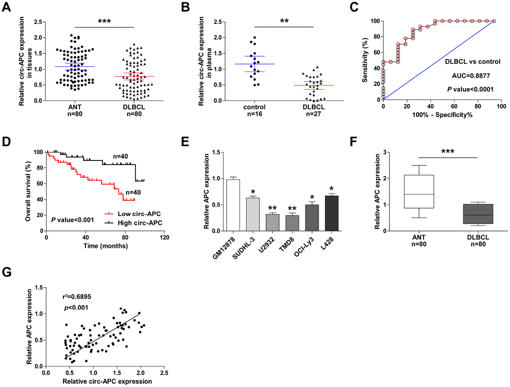 Circ-APC is a promising diagnostic and prognostic biomarker in DLBCL. (A) qRT-PCR analysis of circ-APC expression in 80 pairs of DLBCL and adjacent normal tissues. (B) qRT-PCR analysis of circ-APC expression in plasma from 16 healthy controls and 27 DLBCL patients. (C) Receiver operating characteristic curve analysis on the diagnostic utility of plasma circ-APC in DLBCL. (D) Kaplan-Meier plot displaying patients’ overall survival based on the median circ-APC level in 80 DLBCL tissues. (E, F) qRT-PCR analysis of APC expression in DLBCL cell lines and tissues. (G) The correlation between circ-APC and APC expression in DLBCL tissues. **p p 