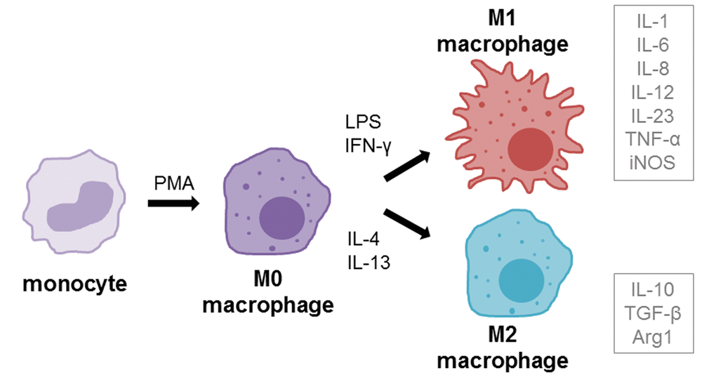 macrophage activation m1 m2