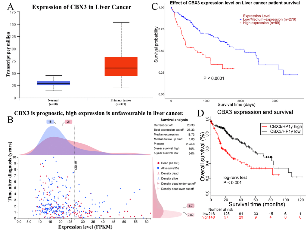 Upregulation of CBX3/HP1γ is associated with poor prognosis in liver cancer. (A) Upregulation of CBX3/HP1γ in liver cancer was confirmed in the UALCAN database (60.5 per million in primary tumor vs. 29.6 per million in normal tissue, P value = 1.62e-12). (B) Prognostic significance of CBX3/HP1γ expression in liver cancer in the Human Protein Atlas database. (C) Survival curve based on CBX3/HP1γ expression from the UALCAN web-portal (log-rank test P value 