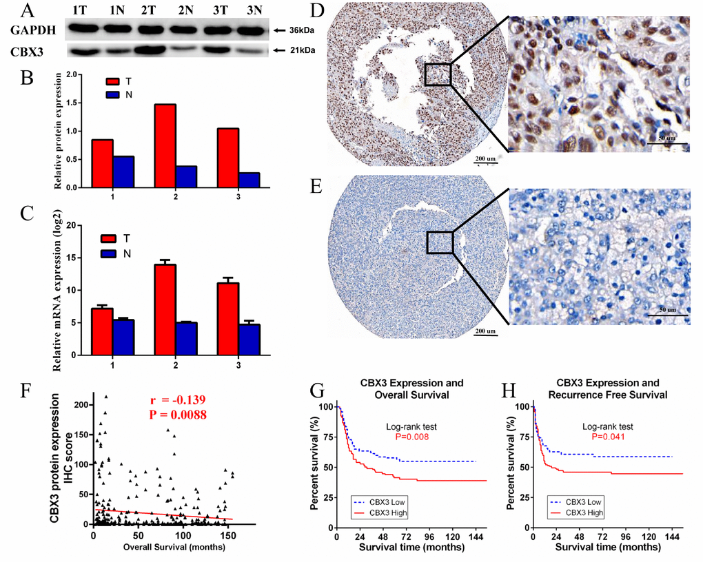 Western blotting (WB), quantitative real-time PCR (qPCR), and immunohistochemistry (IHC) measurements of CBX3/HP1γ in hepatocellular carcinoma (HCC) tissues and HCC tissue microarrays. (A and B) WB results show that CBX3/HP1γ expression was higher in tumor tissues than in adjacent normal tissue. (C) qPCR confirmed that CBX3/HP1γ expression was higher in tumor tissues. (D and E) IHC for CBX3/HP1γ protein in HCC tissue microarrays. (D) Representative image of strong CBX3/HP1γ staining (high expression) in tumor cell nuclei (left ×40, right ×400). (E) Representative image of weak CBX3/HP1γ staining (low expression) in tumor cell nuclei (left ×40, right ×400). (F) CBX3 expression was negatively correlated with overall survival (r = -0.139, P = 0.0088). (G) High CBX3/HP1γ expression was associated with worse overall survival (OS) in HCC patients (Kaplan- Meier analysis, log-rank test, P value = 0.008). (H) High CBX3/HP1γ expression was associated with worse recurrence free survival (RFS) in HCC patients (Kaplan- Meier analysis, log-rank test, P value = 0.041).