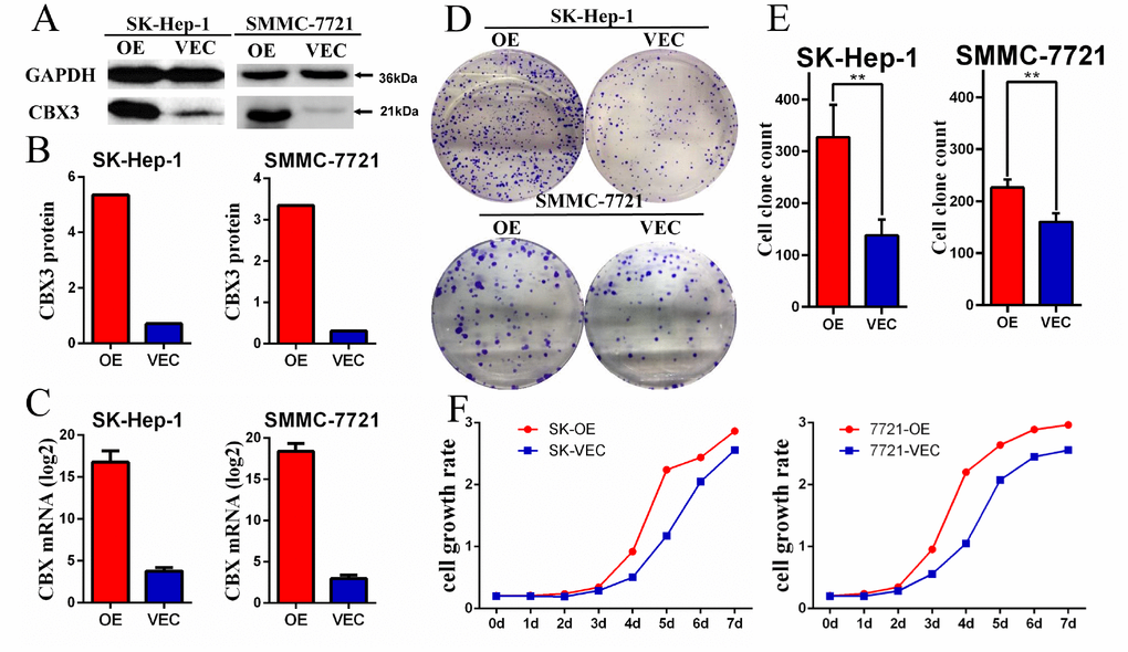 CBX3/HP1γ was stably overexpressed in HCC cell lines and promoted cell proliferation. (A and B) Overexpression of CBX3/HP1γ (OE) in a transfected SK-Hep-1 and SMMC-7721 cell lines compared to cells transfected with the control vector (Vec) was verified by Western blotting. (C) qPCR confirmed overexpression of CBX3/HP1γ mRNA in SK-Hep-1 and SMMC-7721 cell lines. (D and E) Cell colony formation assay results showing that CBX3/HP1γ overexpression promoted cell proliferation in SK-Hep-1 and SMMC-7721 cells (OE) compared to cells transfected with control vector (Vec). (F) CCK8 assay results showing CBX3/HP1γ overexpression accelerated cell growth rates in SK-Hep-1 and SMMC-7721 cells (OE) compared to cells transfected with control vector (Vec).