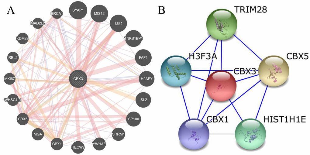 Molecular mechanisms underlying the effects of CBX3/HP1γ. (A and B) Interactions between CBX3/HP1γ and other genes from the web-portals GeneMANIA and STRING.