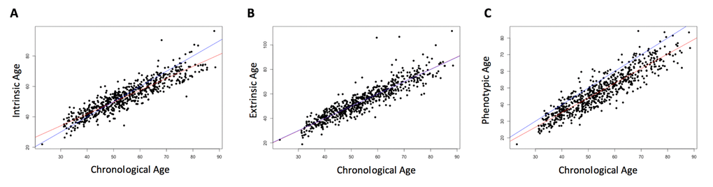 Correlation of chronological age and biological age. Chronological age was positively correlated with each of the three epigenetically-predicted ages. Intrinsic age and chronological age were highly correlated (r = 0.91, p A), as were extrinsic age and chronological age (r = 0.91, p B), and phenotypic age and chronological age (r = 0.91, p C). The red line indicates the regression of the epigenetically-predicted age on the chronological age. The blue line is a 1:1 line for comparison.