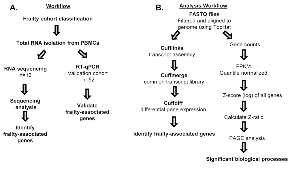 Workflow and schematic representation of RNA sequencing and RT-qPCR analysis. Overview of study design for RNA sequencing (n=16) and RT-qPCR in validation cohort (n=52) (A), and RNA sequencing analysis for alignment and identification of frailty-associated genes (B).