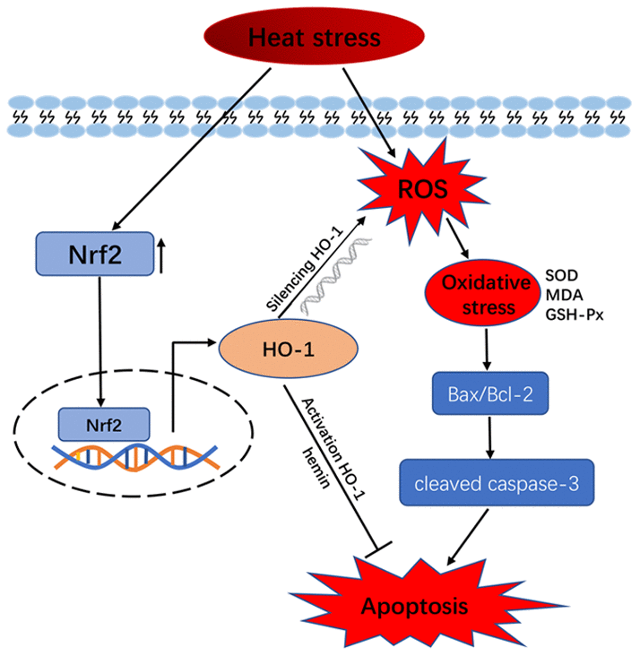 Schematic model of HO-1 regulation of oxidative stress and apoptosis in GCs exposed to heat stress.