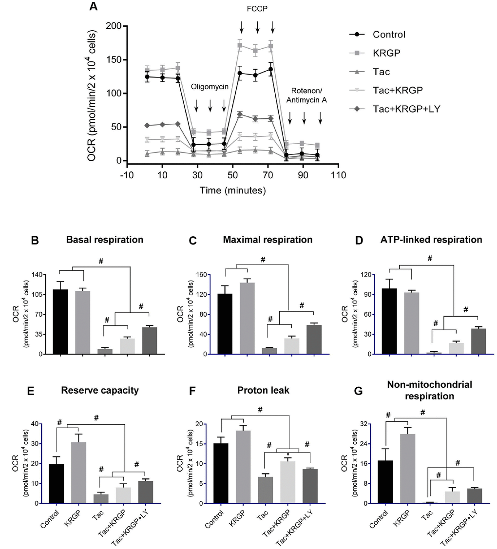 Effect of KRGP treatment on Tac-induced impairment of mitochondrial oxygen consumption rate in HK-2 cells. HK-2 cells were seeded in culture plates at 90% confluence. On the next day, the cells were treated with Tac (50 μg/mL) in the absence or presence of 10 μg/mL KRGP and 25 μM LY294002 (LY, PI3K inhibitor). After a 12-h treatment, the cells were incubated in a non-CO2 incubator for 1 h. Next, the ATP synthase inhibitor oligomycin, the uncoupler FCCP, or the respiratory chain complex I and III inhibitor rotenone/antimycin A was added to the culture medium, as indicated (A). The areas under the curve for basal respiration (B), maximal respiration (C), ATP-linked respiration (D), reserve capacity (E), proton leak (F), and non-mitochondrial respiration (G) were calculated from OCR. Data are presented as mean ± SE and are representative of at least three independent experiments. #P 
