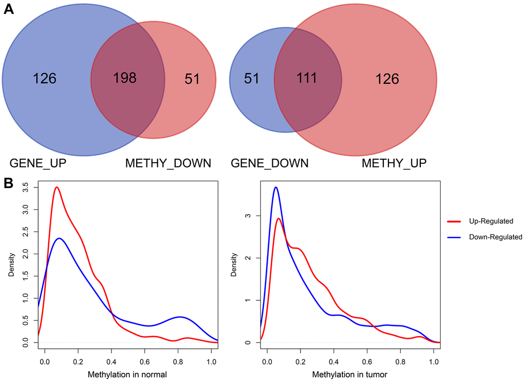 Correlation analysis of DEGs and survival-methylated genes. (A) The intersection results of DEGs and survival-methylated genes. (B) Distribution of promoter methylation levels in tumor and normal samples.