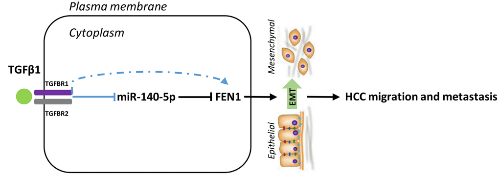 Model for the TGFβ1-miR-140-5p axis in which up-regulation of FEN1 promotes HCC cells invasion and migration via accelerating the EMT process. EMT, epithelial-mesenchymal transition.