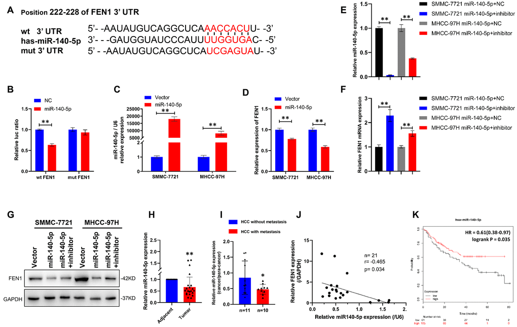 FEN1 is a direct target of miR-140-5p in HCC cells. (A) miR-140-5p and its putative binding sequence in the wild-type and mutant 3′-UTR of FEN1. (B) Overexpression of miR-140-5p significantly decreased the luciferase activity of constructs with wild type (WT) but not mutant (MUT) FEN1 3′-UTR in HEK-293 cells, **P C) RT-qPCR showed that miR-140-5p mRNA was significantly increased in HCC cells transfected with lentiviral vector, **P D) RT-qPCR showed that FEN1 mRNA was significantly decreased in HCC cells transfected with miR-140-5p vector, **P E) Relative mRNA expression of miR-140-5p in HCC cells overexpressing miR-140-5p transfected with miR-140-5p inhibitors or NC, **P F) Relative mRNA expression of FEN1 in HCC cells overexpressing miR-140-5p transfected with miR-140-5p inhibitors or NC, **P G) Overexpression of miR-140-5p markedly suppressed FEN1 protein levels in HCC cells, and miR-140-5p inhibitors reversed the effect. (H) The expression of miR-140-5p in HCC tissues and the paired adjacent tissues was determined by RT-qPCR, **P I) RT-qPCR analysis of miR-140-5p mRNA expression, n = 10 for HCC with metastasis and n = 11 for HCC without metastasis, *P J) The correlation between miR-140-5p and FEN1 mRNA expression using Pearson’s correlation analysis. (K) Low expression of miR-140-5p indicated poor overall survival in the KM-plotter database.