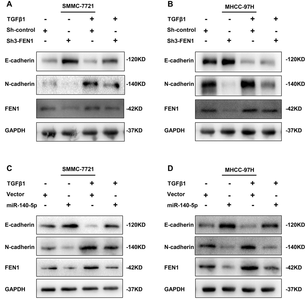 TGF-β1 acts through miR-140-5p to up-regulate FEN1 in promoting EMT. (A and B) Western blot analysis showing the effect of silenced FEN1 on EMT repression induced by TGF-β1. (C and D) Western blot analysis of the effect of miR-140-5p on the expression of established EMT markers and FEN1 in HCC cells after treatment with TGF-β1.
