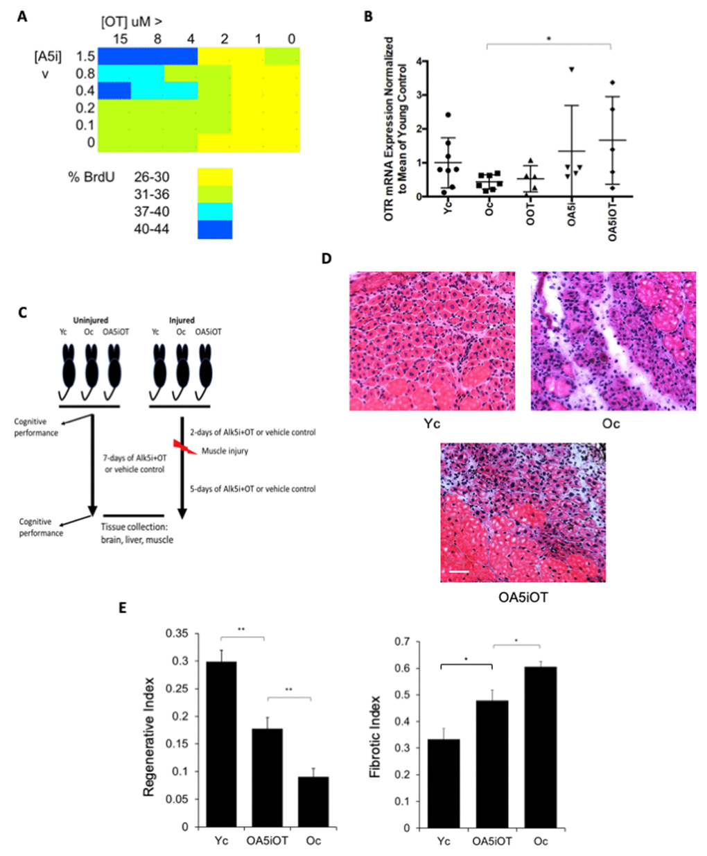 Effects of OT and Alk5i on myogenic proliferation, OTR expression and muscle repair in vivo. (A) Old muscle stem cells were freshly isolated from aged (23-24mo old) C57.B6 male mice and cultured in Opti-MEM with 5% old mouse serum. The indicated doses of Alk5i and OT (both micromolar) were added to 103 cells per well of 96 well plates for 24 hours. Cells were pulsed with BrdU, immunostained and counted. Shown is the percent proliferation visualized as a heat map. The effects of OT and Alk5i on proliferation are dose dependent and at some doses Alk5i+OT has a more robust effect than each molecule alone. (B) Old (23-24mo) C57.B6 mice were administered by subcutaneous injections with oxytocin (OOT), Alk5i (OA5i), a mixture of OT and Alk5i (OA5iOT) or HBSS (Oc) in vivo for 7 days, daily. Young (2-3mo) mice (Yc) were injected with HBSS in an identical manner. The expression levels of oxytocin receptor (OTR) were assayed by real-time qRT-PCR in the TA muscles of these mice and were normalized to Actin. OA5iOT as compared to Oc (*p = 0.030). N = 8 for Yc, N = 7 for Oc, N = 5 for OOT, N = 5 for OA5i, and N = 5 for OA5iOT. (C) Schematic of the experimental procedure. Old (23-24 month) C57.B6 mice were injected subcutaneously with Alk5i+OT (0.02 nmol/g/day for Alk5i, and 1 µg/g/day for OT) (OA5iOT) or control vehicle (HBSS) (Oc) for 7 days daily. The young C57.B6 mice (Yc, 3-4 month), were identically administered with HBSS for 7 days. After two days of Alk5i+OT or HBSS injections, some young and old mice underwent experimental muscle injury and were then treated with Alk5i+OT or HBSS for 5 days; while other mice were analyzed in the absence of tissue injury. Male mice were used in these studies. (D) TA muscles were injured by injections of CTX and 5 days later, muscles were snap-frozen in OCT and cryosectioned to 10 µm. H&E staining was performed where newly formed muscle fibers are smaller and with central nuclei. These nascent myofibers form efficiently in the young, but not old injured muscles. As shown in representative H&E panels, Alk5i+OT dramatically enhanced in vivo myogenesis (dense areas of new myofibers) and diminished fibrosis (white areas devoid of muscle fibers). Scale bar=50 µm. (E) The regenerative index and fibrotic indices were defined at 5 days post CTX injury, as in (Rebo J., et al 2016); Alk5i+OT improved muscle regeneration and reduced fibrosis (*p=0.02201, **p Oc & OA5iOT = 0.0029, **p Yc & OA5iOT = 0.00870). N=5 for each cohort in both regenerative and fibrotic studies.