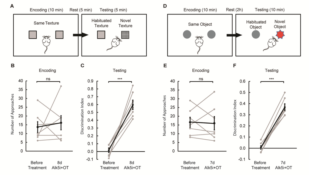 Alk5i+OT treatment improves cognitive performance in aged mice. (A) Schematics of the whisker-dependent texture discrimination task. (B, C) Alk5i+OT treatment does not affect the explorative behavior of aged mice during the encoding phase (B, p=0.659), but significantly improves the performance in texture discrimination (C, pD) Schematics of the NOR test. (E, F) Alk5i+OT treatment does not affect the explorative behavior of aged mice during the encoding phase (E, p=0.864), but significantly enhances their preference to the novel object during the testing phase (C, pn = 7 for both tasks. Light grey: individual animal. Black: group average. Error bars: S.E.M. p