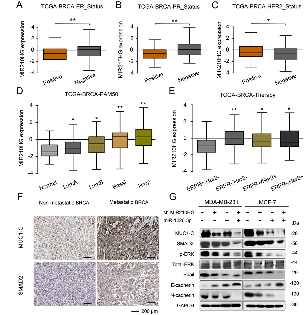 MIR210HG is related to the molecular typing of malignant metastasis of IBC, and MIR210HG/miR-1226-3p/MUC1-C axis on tumor metastasis-related EMT pathway. (A–C) Using the database of MD Anderson Cancer Center (TANRIC database), we found that MIR210HG was significantly associated with ER, PR and Her2 status in invasive breast cancer patients. (D) A 50-gene qPCR assay (PAM50) was developed to identify the intrinsic biological subtypes, the luminal A (LumA), luminal B (LumB), HER2-enriched (HER2-E), basal-like, and normal-like breast cancer subtypes. Analysis of sequencing data by TCGA-BRCA database showed that MIR210HG expression level was significantly correlated with PAM50 molecular typing. (E) TCGA-BRCA database sequencing data analysis showed that MIR210HG expression levels were associated with clinical treatment sensitivity in ERPR/Her2-guided typing. (F) MUC1-C was significantly overexpressed in IBC with lymph node metastasis compared to IBC non-metastasis (scale bars’ values are shown in each microphotograph, 50 μm). (G) WB analysis of MUC1-C, SMAD2, p-ERK/T-ERK, Snail, E-cadherin, and N-cadherin in MDA-MB-231 and MCF-7 cells. *p p 
