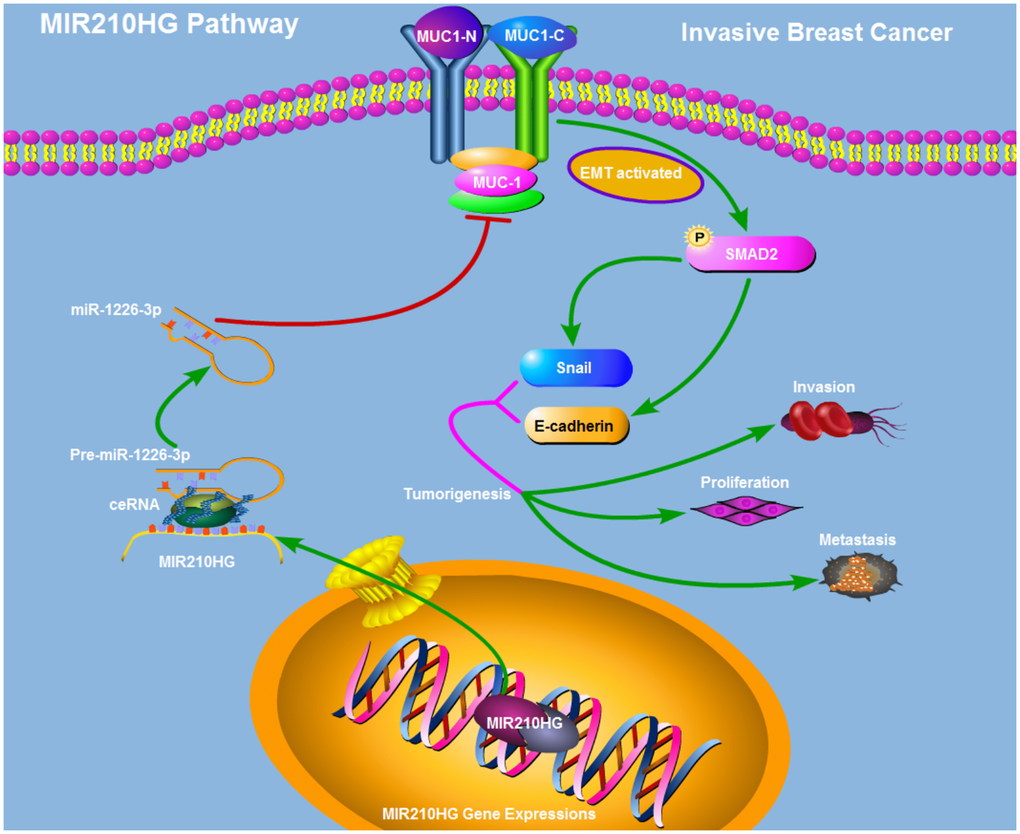Schematic model of the mechanism that MIR210HG promotes tumorigenesis and metastasis through a ceRNA pattern in IBC patients. MIR210HG promotes MUC1-C/EMT pathway by competitively binding to miR-1226-3p.