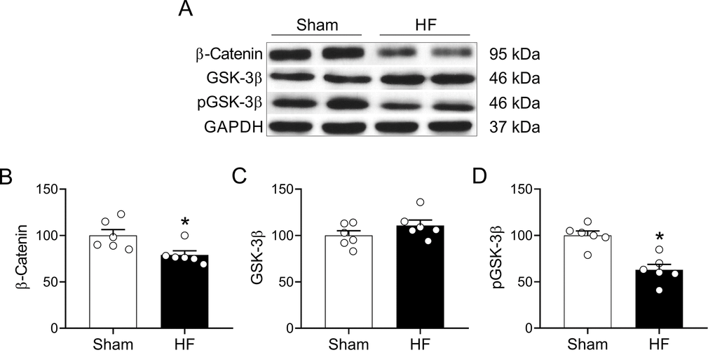 HF rats display alterations in the Wnt signaling pathway in the hippocampus. (A) Representative immunoblots showing the expression levels of active β-catenin, total GSK-3β and the inhibited form of GSK-3β (phospho-Ser9) in hippocampus micro-punches obtained from Sham rats and HF rats. (B) Summary data showing densitometric analysis of β-catenin, (C) total GSK-3β (D) and p-GSK-3β normalized against housekeeping protein GAPDH. Values are means ± S.E.M. *, p