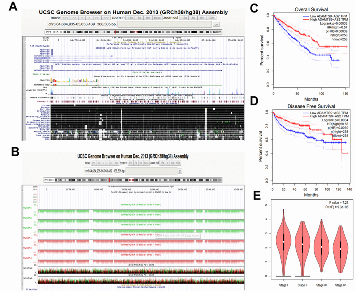 Lncrna adamts9-as2 inhibits cell proliferation and decreases