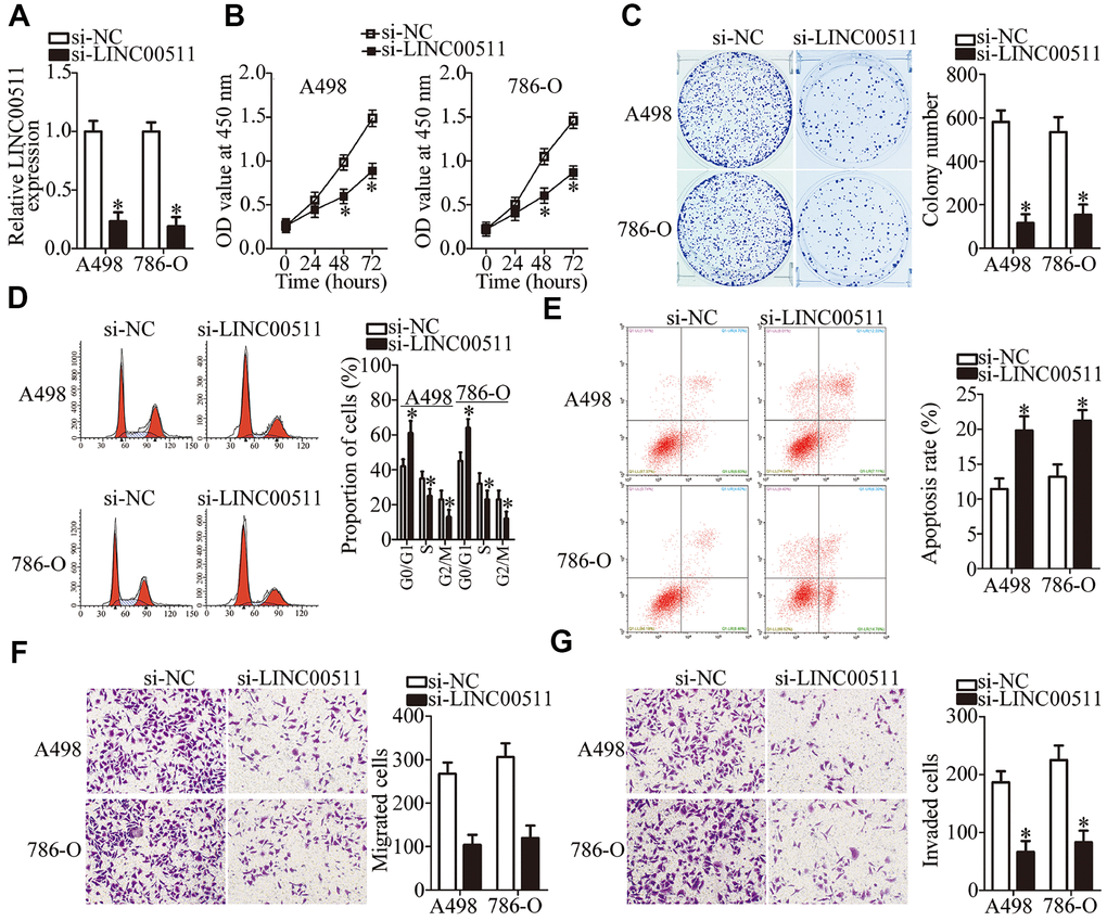 LINC00511 knockdown inhibits ccRCC proliferation and induces apoptosis of A498 and 786-O cells. (A) A498 and 786-O cells were transfected with either si-LINC00511 or si-NC. After transfection, LINC00511 expression was determined by RT-qPCR. *P B) CCK-8 assays were performed to measure the proliferative ability of A498 and 786-O cells treated with either si-LINC00511 or si-NC. *P C) Colony formation assays of A498 and 786-O cells transfected with either si-LINC00511 or si-NC. Representative images for each treatment are shown. *P D, E) Cell cycle and apoptosis assays were performed to determine the cell cycle status and apoptotic rate of A498 and 786-O cells after transfection with either si-LINC00511 or si-NC. *P F, G) Si-LINC00511 or si-NC was introduced into A498 and 786-O cells. Migration and invasion abilities were assessed by Transwell migration and invasion assays. *P 