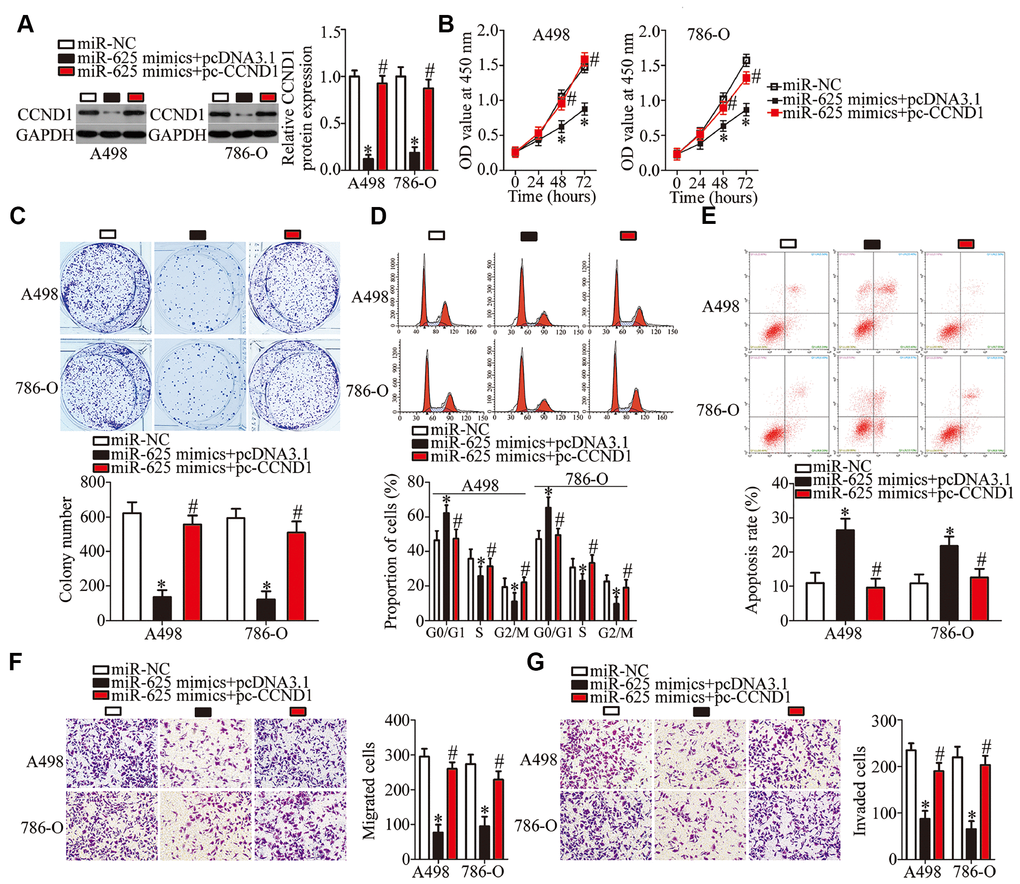 CCND1 reintroduction partially reverses the effects of miR-625 overexpression on A498 and 786-O cells. A498 and 786-O cells were transfected with the miR-625 mimics along with pcDNA3.1 or pc-CCND1 without 3′-UTR and were subjected to the following assays. (A) CCND1 protein expression was quantitated by western blotting. *P #P B–G) The CCK-8 assay, colony formation assay, cell cycle assay, cell apoptosis assay, and Transwell migration and invasion assays were conducted to determine the proliferation, colony formation, cell cycle status, apoptosis, migration, and invasion of the previously described cells, respectively. *P #P 