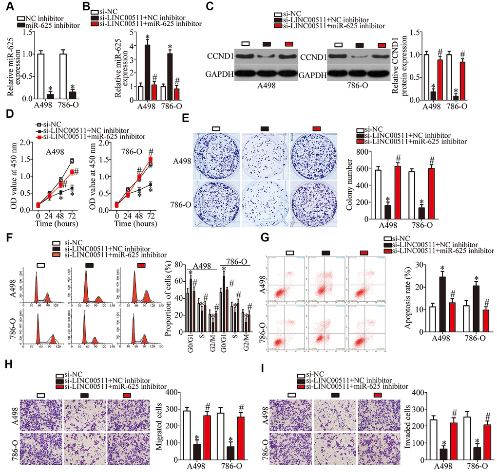 Silencing of miR-625 expression neutralizes the actions of the LINC00511 knockdown on ccRCC cells. LINC00511-deficient A498 and 786-O cells were treated with either the miR-625 inhibitor or NC inhibitor. Transfected cells were used in the subsequent functional experiments. (A) The expression levels of miR-625 in A498 and 786-O cells after miR-625 inhibitor or NC inhibitor transfection were measured via RT-qPCR. *P B, C) miR-625 and CCND1 protein amounts in the above-mentioned cells were determined by RT-qPCR and western blotting, respectively. *P #P D–I) The proliferation, colony formation, cell cycle status, apoptosis, migration, and invasiveness of A498 and 786-O cells cotransfected with si-LINC00511 and either the miR-625 inhibitor or NC inhibitor were analyzed by the CCK-8 assay, colony formation assay, cell cycle assay, cell apoptosis assay, and Transwell migration and invasion assays, respectively. *P #P 