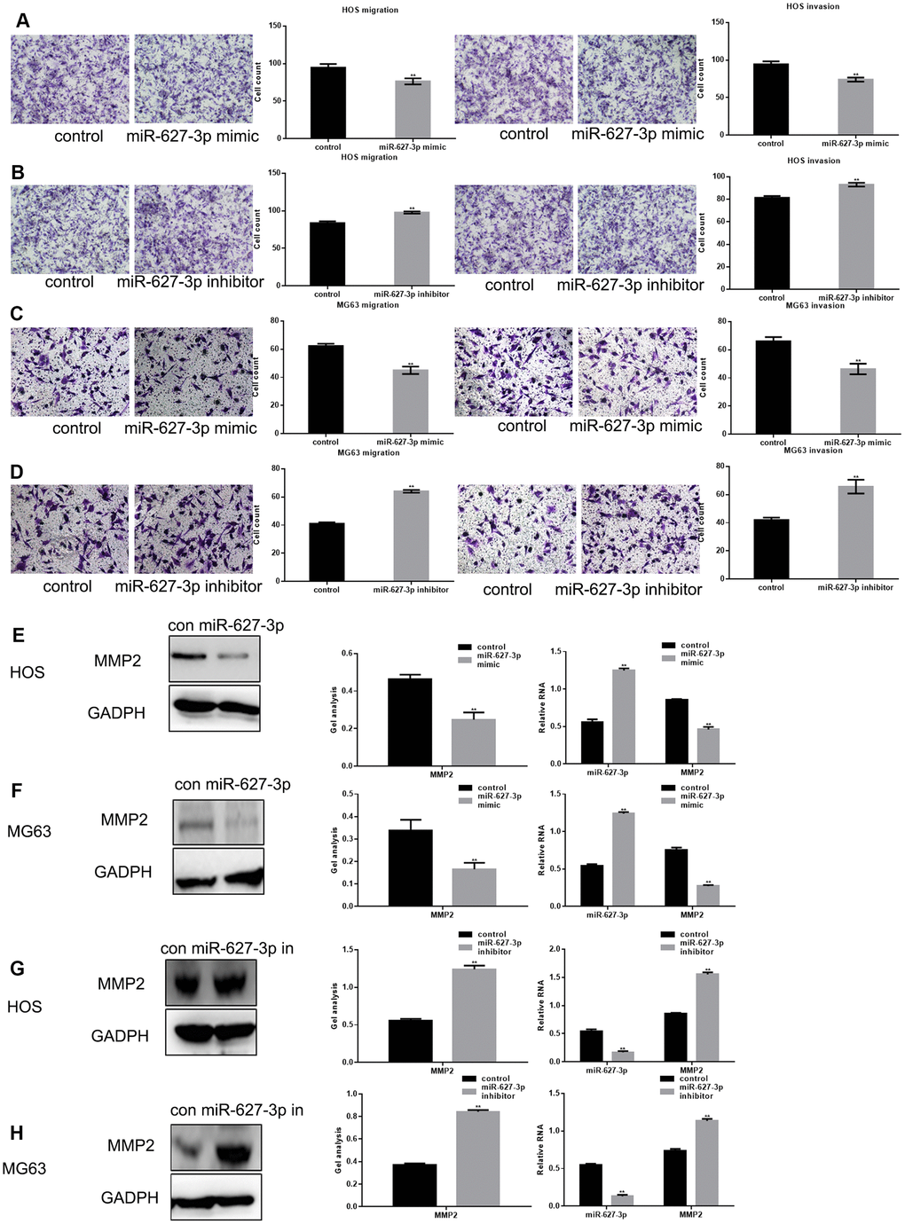 MiR-627-3p inhibits osteosarcoma cell metastasis. (A–D) After overexpression/inhibition of miR-627-3p in HOS and MG63 cells, Transwell assays with or without Matrigel were performed, and counts of migrated cells were made. The results represent the mean ± SD of three experiments. ** PE–H) Western blot and real-time PCR analyses of MMP2 expression in osteosarcoma cells transfected with miR-627-3p mimic/inhibitor. Data are shown as mean ± SEM. ** P