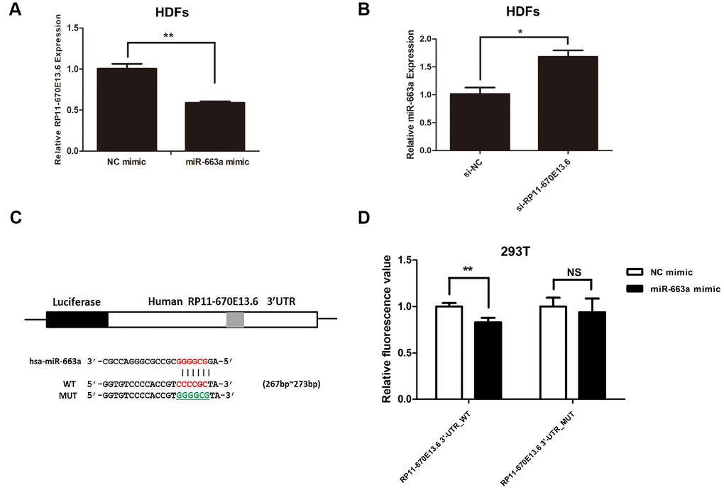 Reciprocal repression of RP11-670E13.6 and miR-663a. (A) miR-663a negatively regulated the expression of its target gene RP11-670E13.6. (B) RP11-670E13.6 negatively regulated the expression of miR-663a. (C) Putative binding site of miR-663a in RP11-670E13.6 and the site of target mutagenesis are indicated. (D) Luciferase activity in HDFs, demonstrating the effects of miR-663a on the expression of its target gene RP11-670E13.6. Data are shown as the means ± standard errors of the means based on at least three independent experiments. P values were determined by Student’s t-tests. *P P P 
