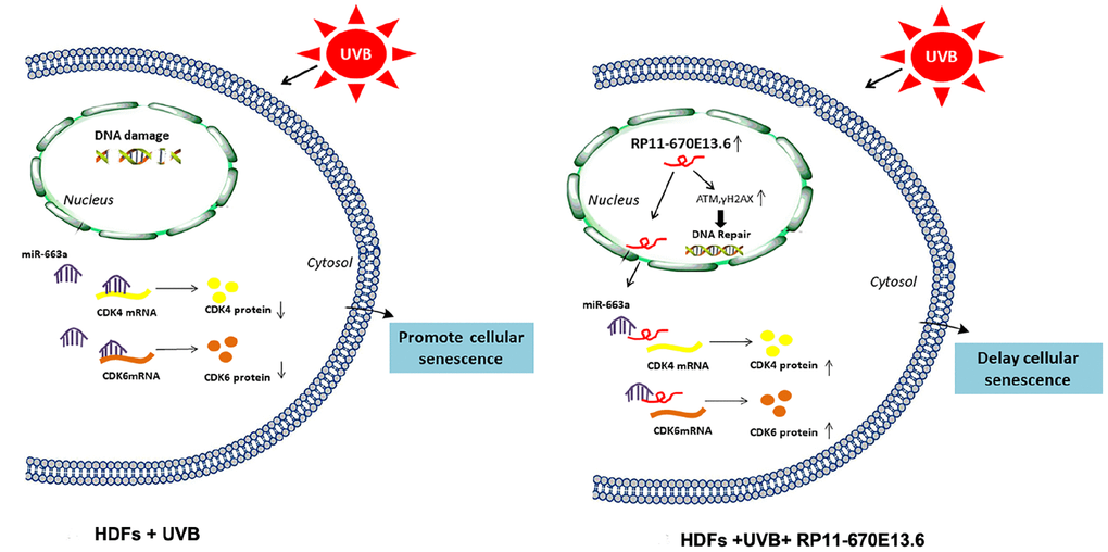 Schematic diagram of the hypothesis that lncRNA RP11-670E13.6 delayed UVB induced cellular senescence by facilitating DNA damage repair and competing for miR-663a to up-regulate Cdk4 and Cdk6 expression in HDFs.