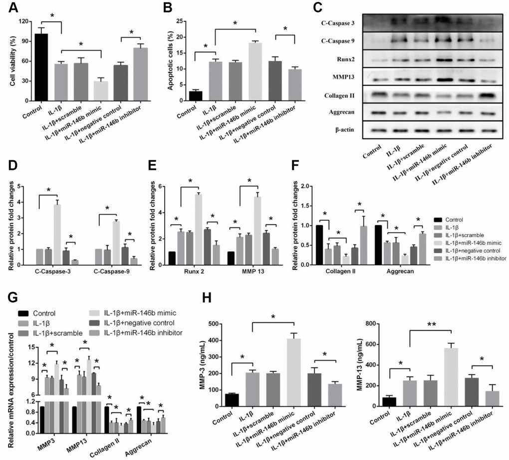 miR-146b promotes IL-1β-induced apoptosis and extracellular matrix degradation in chondrocytes. (A) Cell viability, (B) Cell apoptosis and (C–F) The expression of apoptosis-related and catabolic event proteins were detected by CCK8 assay, flow cytometry and western blot. (G) mRNA levels of chondrocytes catabolic event markers (MMP3 and MMP13), articular chondrocyte marker (Collagen II and Aggrecan) were tested by qRT-PCR. The concentrations of (H) MMP3 and MMP13 in the culture supernatant were measured by ELISA. *PP
