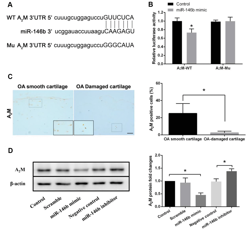 miR-146b negatively regulates the expression of A2M. (A) miR-146b aligned with the 3′UTR of A2M mRNA. (B) chondrocytes co-transfected with a reporter carrying the wild type (wt) A2M 3′UTR along with miR-146b mimics. The A2M mutant (mu) recombinant vector was used as positive control. Targeting effect was measured by luciferase assay. (C) Immunohistochemical analysis of A2M expression in smooth OA cartilage and damaged OA cartilage. Scale bar: 100μm. The protein (D) levels of A2M expression in chondrocytes transfected with miR-146b-mimic and miR-146b-inhibitor were evaluated by western blot. *P