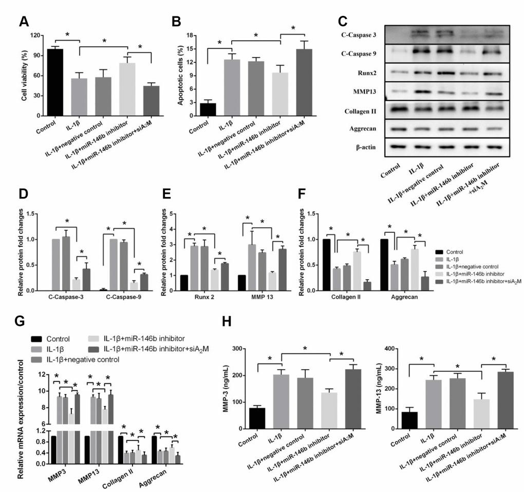 Suppression of miR-146b inhibits IL-1β-induced apoptosis and extracellular matrix degradation in chondrocytes by upregulating A2M expression. (A) Cell viability, (B) Cell apoptosis and (C–F) The expression of apoptosis-related and catabolic event proteins were detected by CCK8 assay, flow cytometry and western blot. (G) mRNA levels of chondrocytes catabolic event markers (MMP3 and MMP13), articular chondrocyte marker (Collagen II and Aggrecan) were tested by qRT-PCR. The concentrations of (H) MMP3 and MMP13 in the culture supernatant were measured by ELISA. *P