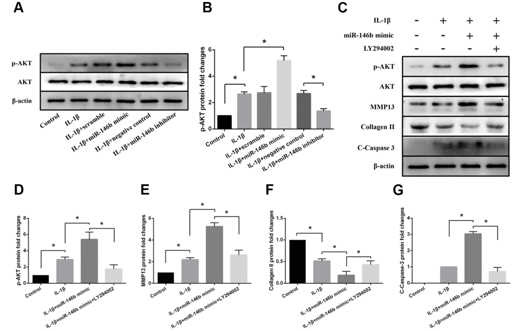 Effects of miR-146b on PI3K/AKT signalling in IL-1β-induced chondrocytes. (A, B) Representative western blots and quantification data of p-Akt and Akt in each group. (C–G) Representative western blots and quantification data of p-Akt, Akt, MMP13, Collagen II, and Cleaved Caspase 3 in each group. *P