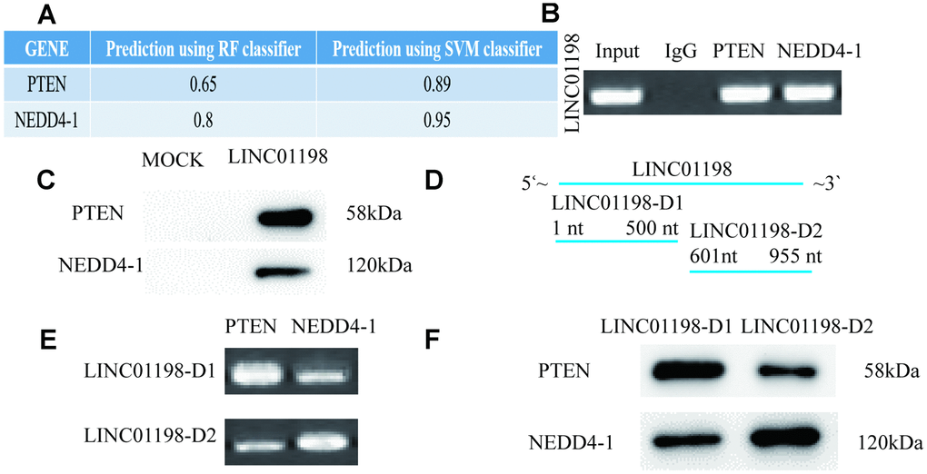 LINC01198 functions as a scaffold for NEDD4-1/PTEN to regulate PTEN expression in glioma cells. (A) Predicted interaction probabilities of LINC01198 and RNA-binding proteins via a RNA–protein interaction prediction tool. (B) RIP assays of LINC01198 binding to indicated proteins in glioma U87 cell extracts. (C) RNA pulldown was used to examine the association of LINC01198 and NEDD4-1/PTEN. (D) The LINC01198 gene was cut into LINC01198-D1(1-500 nt) and -D2(501-955 nt), and their overexpression vectors were constructed and transfected into U87 cells. (E) RIP assays of LINC01198-D1/D2 binding to indicated proteins in glioma U87 cell extracts. (F) Biotinylated LINC01198-D1/D2 RNAs were incubated with U873 cell lysates, and western blotting analysis was performed to evaluate the specific association between them and NEDD4-1/PTEN.