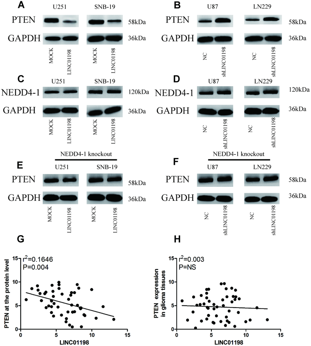 LINC01198 increased NEDD4-1-induced PTEN inhibition in glioma cells. (A) Forced LINC01198 expression inhibited PTEN expression in glioma cells. (B) Protein expression levels of PTEN were increased in glioma cells treated with LINC01198 shRNA. (C) Forced LINC01198 expression did not affect NEDD4-1 expression in glioma cells. (D) Protein expression levels of NEDD4-1 did not change in glioma cells treated with LINC01198 shRNA. (E) Forced LINC01198 expression did not inhibit PTEN expression in CRISPR/cas9-induced NEDD4-1-knockout glioma cells. (F) Protein expression levels of PTEN were not increased in CRISPR/cas9-induced NEDD4-1-knockout glioma cells treated with LINC01198 shRNA. (G and H). A negative correlation between LINC01198 and PTEN was observed in tumor tissues at the protein level (r = 0.501; P = 0.013), but this correlation was not observed at the mRNA level (r = 0.296; P > 0.05).