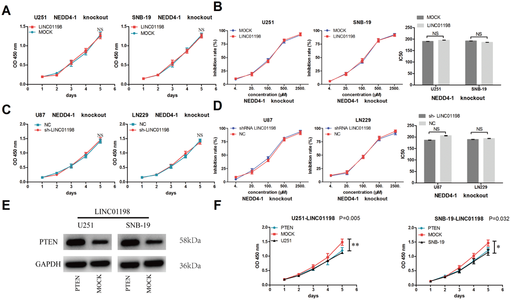 NEDD4-1 reversed LINC01198-induced glioma proliferation and resistance to temozolomide. (A) Forced LINC01198 expression did not increase cell proliferation in NEDD4-1-knockout glioma cells. (B) Forced LINC01198 expression did not promote resistance to temozolomide in NEDD4-1-knockout glioma cells. (C) Reduced LINC01198 expression did not inhibit cell proliferation in NEDD4-1-knockout glioma cells. (D) Reduced LINC01198 expression did not inhibit resistance to temozolomide in NEDD4-1-knockout glioma cells. (E) PTEN expression in LINC01198-overexpressing glioma cells was modified by cDNA transfection. (F) recovered PTEN expression reversed LINC01198-induced tumor growth in glioma. Data are presented as the mean±S.D, n=3.